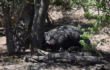 Ученые выяснили неожиданную причину массовой гибели слонов в Ботсване