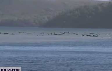 На пляже Тасмании массово застряли киты: ученые пытаются вернуть их в море