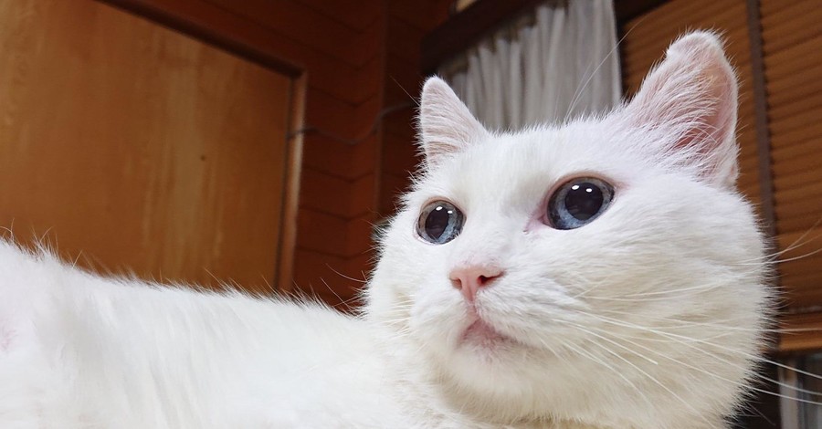 Умер длинный кот из Японии, герой интернет-мемов