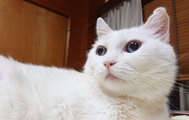 Умер длинный кот из Японии, герой интернет-мемов