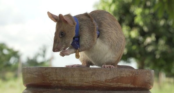 Африканскую крысу-ищейку наградили медалью за умение находить наземные мины  