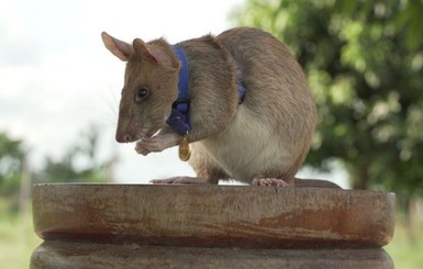 Африканскую крысу-ищейку наградили медалью за умение находить наземные мины  