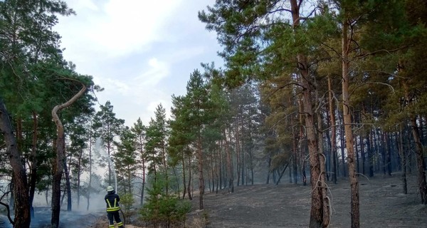 В Луганской области снова загорелся лес: огонь охватил площадь около 20 гектаров