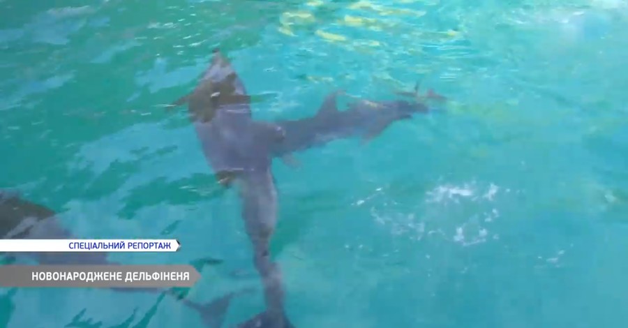 В одесском дельфинарии родился малыш: маму Кроху пока отправили в декрет