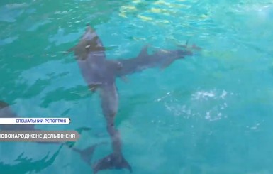 В одесском дельфинарии родился малыш: маму Кроху пока отправили в декрет