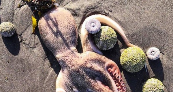 Дудь и Собчак показали погибших осьминогов и морских звезд на Камчатке