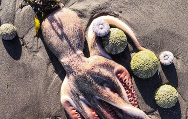 Дудь и Собчак показали погибших осьминогов и морских звезд на Камчатке