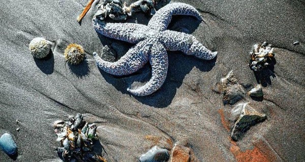 Назвали три версии экологической катастрофы на океанском побережье России