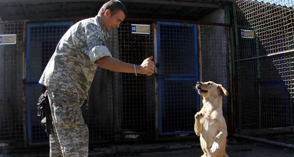 Четвероногий тест. В Украине задумались о подготовке служебных собак для выявления больных коронавирусом