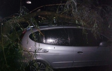 Непогода на Прикарпатье: затопило улицы, деревьями завалило 15 автомобилей