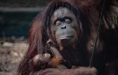Сюрприз в британском зоопарке: самка орангутана умудрилась родить после отрицательных тестов на беременность