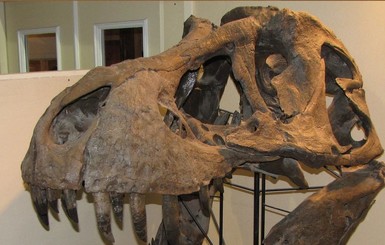 Уникальный скелет тираннозавра Стэна продали за рекордные 31,8 миллионов долларов