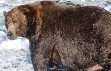 К спячке готов: на Аляске выбрали самого толстого медведя