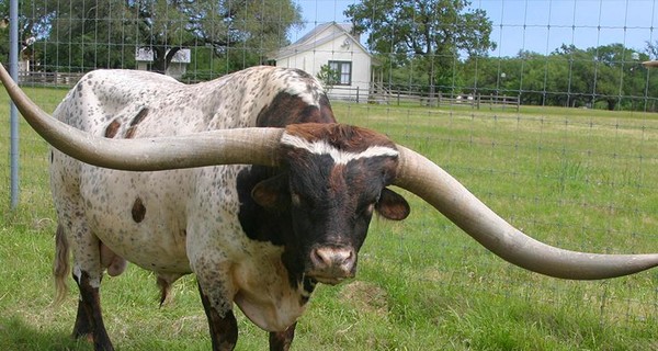 Американский бык установил мировой рекорд благодаря своим гигантским рогам