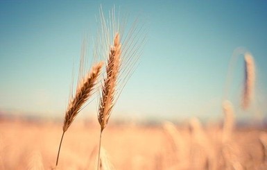 Аргентина стала первой страной, где вырастят ГМО-пшеницу