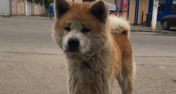 На Днепропетровщине собака не поверила в смерть хозяйки и сбегает из дома, чтобы ее найти