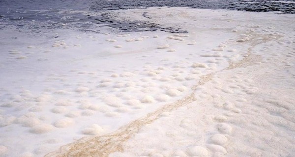 В гибели морских животных у побережья Камчатки нашли крайних: виноваты водоросли