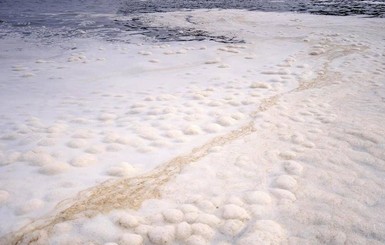 В гибели морских животных у побережья Камчатки нашли крайних: виноваты водоросли