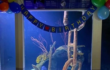 В океанариуме Финляндии одинокая рыба отпраздновала день рождения с людьми
