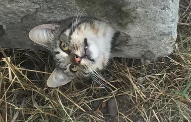 Спасение рядового котика: в Одессе усатого вырезали из бетонной плиты