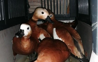 Краснокнижных уток, которых с боем вылавливали из озера на Оболони, устроили в Киевский зоопарк