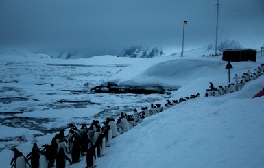На острове Галиндез пингвины пятый день сидят без еды в ледяном капкане