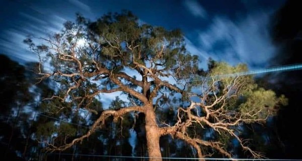 В Австралии срубили священное дерево ради шоссе, протесты не помогли