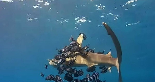 Нападение акулы в Египте: хищник атаковал украинских туристов два раза