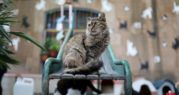 В Барселоне открыли приют для котов, оставшихся без хозяев из-за СОVID-19