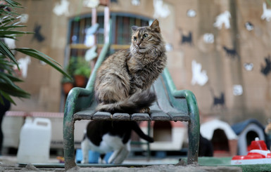 В Барселоне открыли приют для котов, оставшихся без хозяев из-за СОVID-19