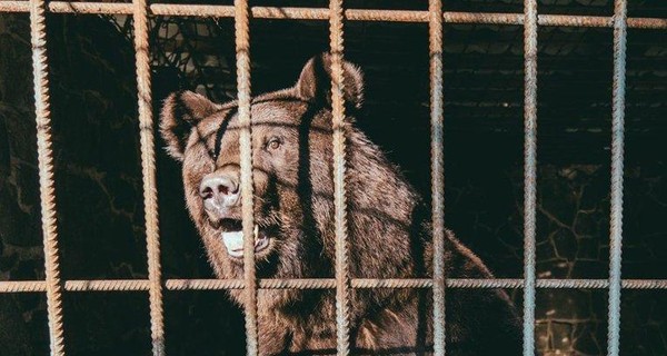 Во Львовской области спасли двух медведей, которым было негде жить