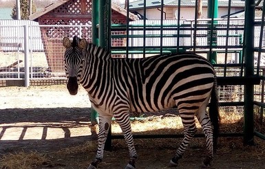В зоопарке Винницы погибла зебра – разбила голову об ограду