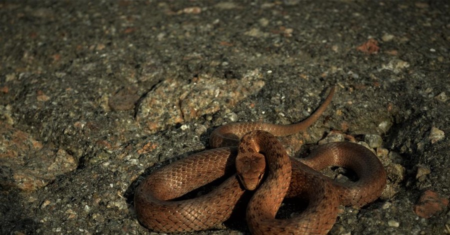 Виновато аномальное тепло: рептилии на месяц позже впали в спячку