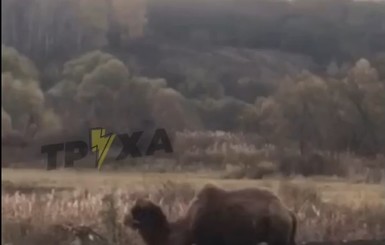 Селян под Харьковом терроризируют верблюды