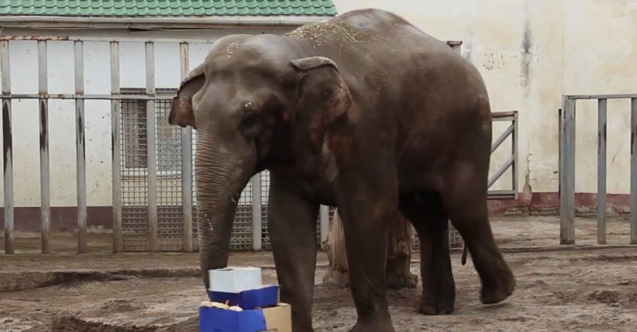 Харьковский слон Аун отпраздновал 23-й день рождения с огромным тортом и играми