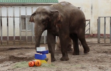 Харьковский слон Аун отпраздновал 23-й день рождения с огромным тортом и играми