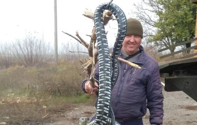 Под Полтавой поймали гигантскую змею