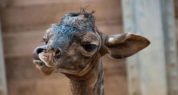 Сказка о новорожденном жирафенке: почему, чтобы родиться, надо упасть с двух метров и зачем жирафам рога