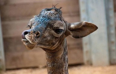 Сказка о новорожденном жирафенке: почему, чтобы родиться, надо упасть с двух метров и зачем жирафам рога
