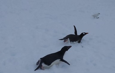 В Антарктиде - весенняя метель: Пингвины в шоке. Полярники в шоке