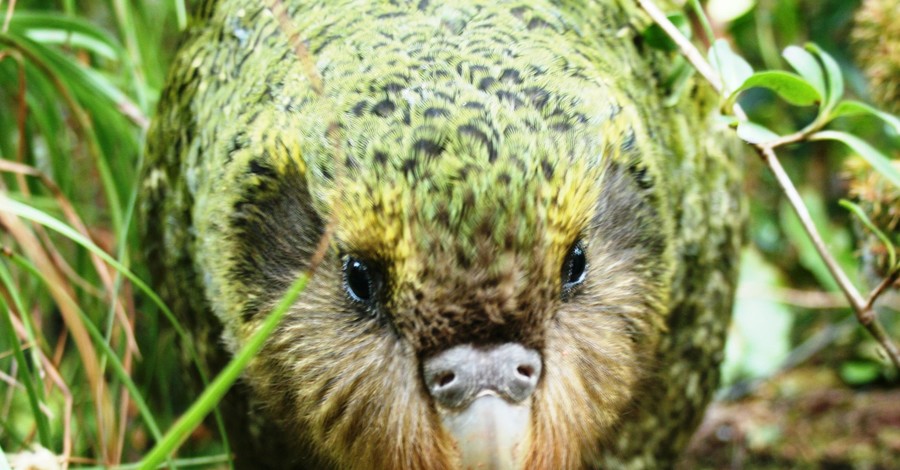 Птицей года в Новой Зеландии стал толстый нелетающий попугай