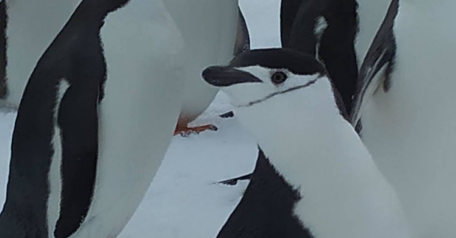 Улыбчивые пингвины-шкиперы проведали украинских полярников