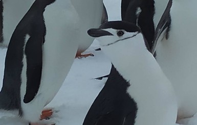 Улыбчивые пингвины-шкиперы проведали украинских полярников
