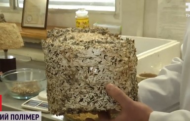 Херсонские ученые изобрели уникальный пластик из грибов 