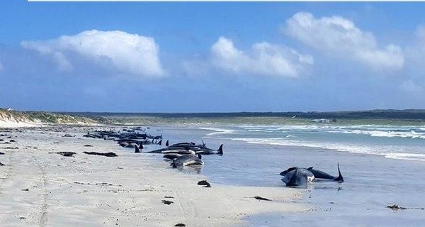 Дельфины и афалины массово выбросились на берег Новой Зеландии