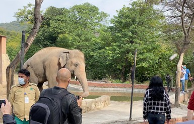 “Самого одинокого слона” отправили на пенсию в Камбоджу под присмотром певицы Шер