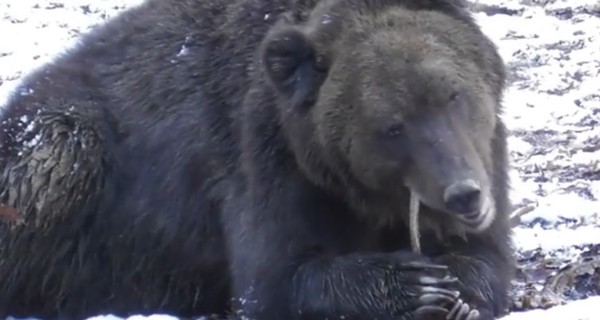 В Галицком лесу медведи залегают в зимнюю спячку