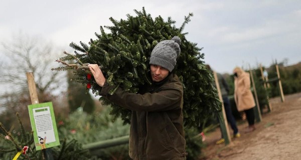 Где купить в Киеве живую елку и как проверить ее легальность