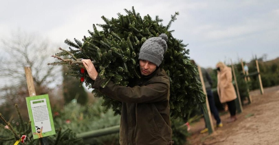 Где купить в Киеве живую елку и как проверить ее легальность