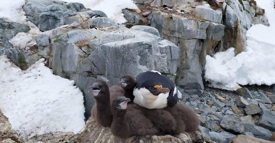 В Антарктиде - беби-бум: пингвины и голубоглазые бакланы обзавелись малышами